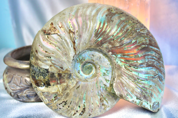 Iridescent Ammonite