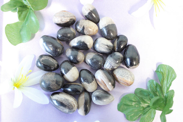 Petrified Wood Crystal Eggs