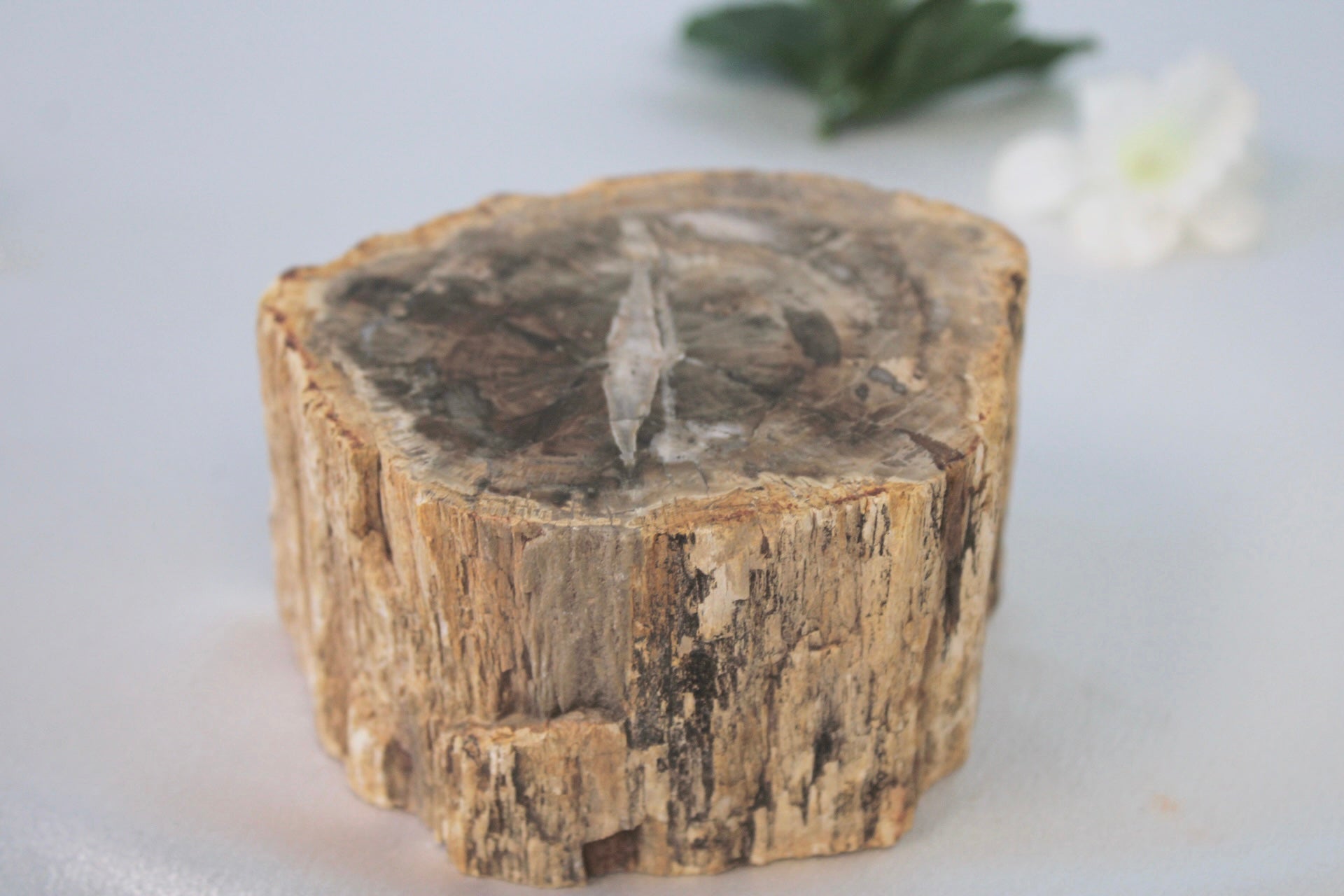 Petrified Wood Crystal "Tree Trunks"