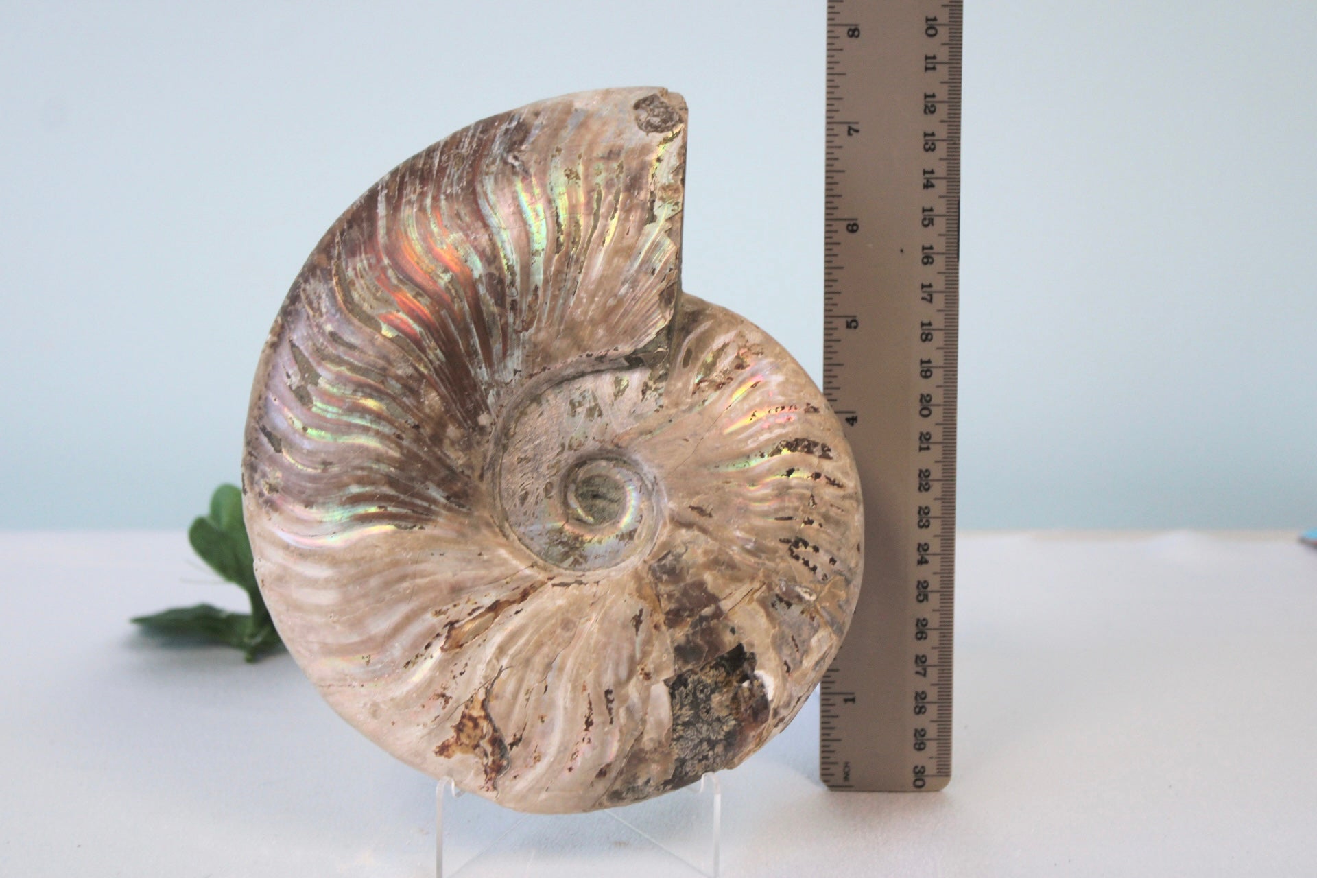 Iridescent Ammonite